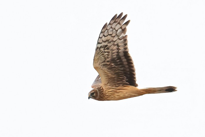 Hen Harrier