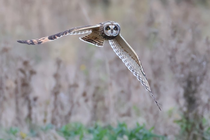 Short-eared Owl