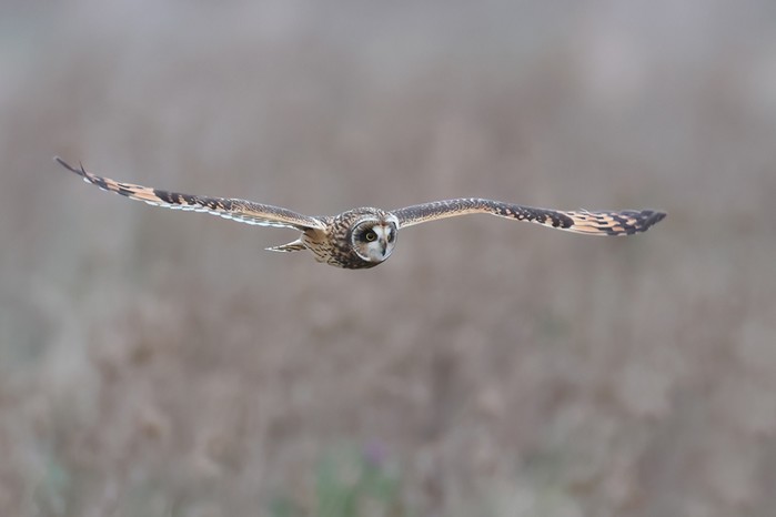 Short-eared Owl