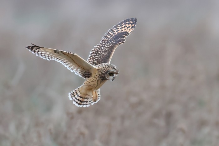 Short-eared Owl