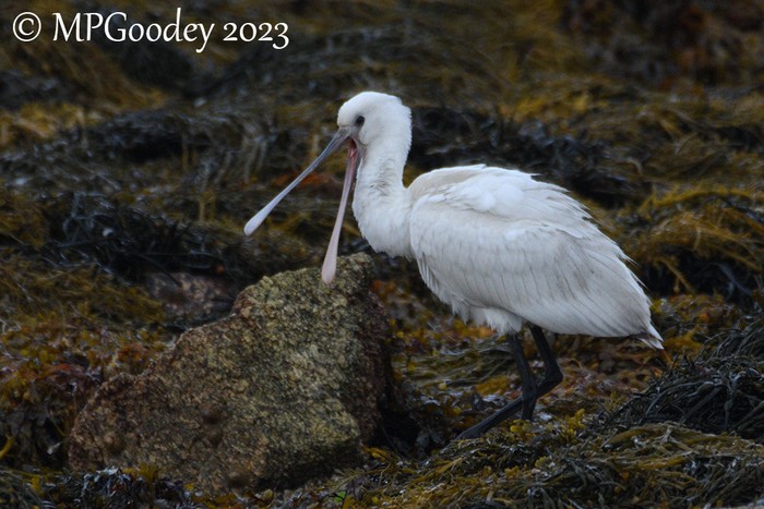 Spoonbill
