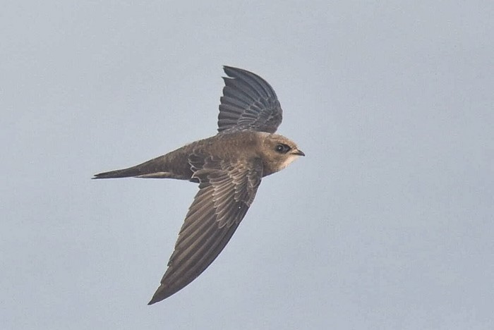 Pallid Swift 
