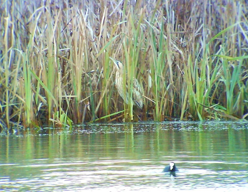 Bittern