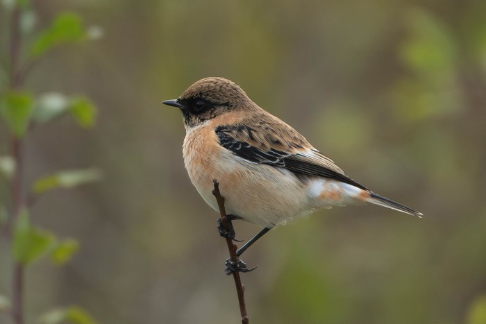 Caspian Stonechat