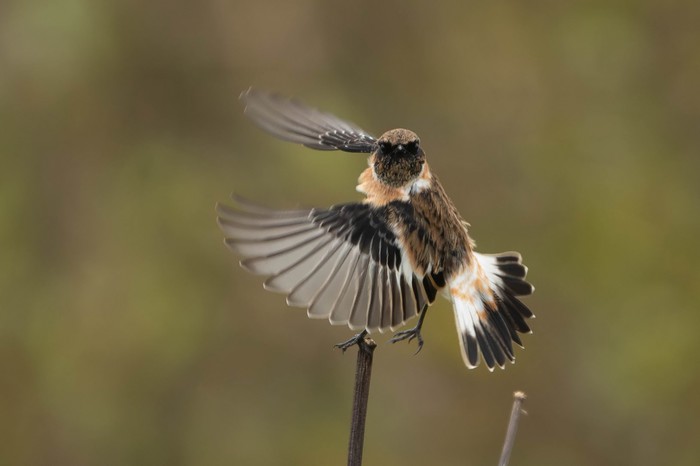 Caspian Stonechat