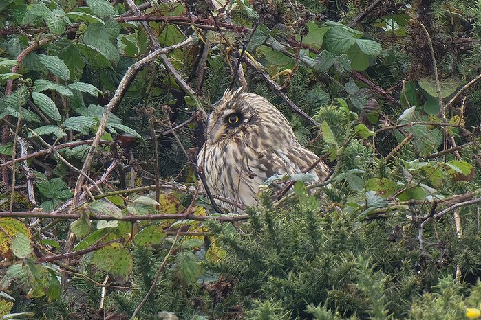 Short-eared Owl