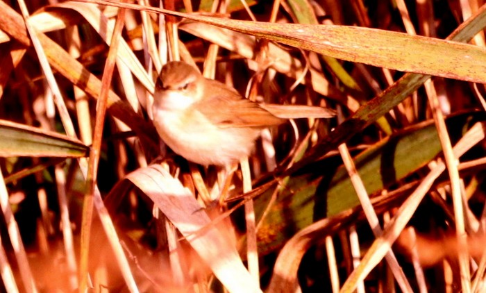 Paddyfield Warbler
