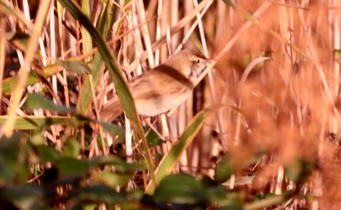 Paddyfield Warbler
