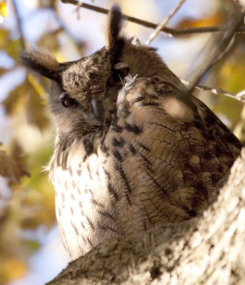 Eagle Owl