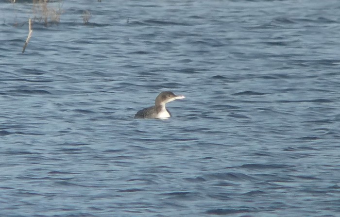 Great Northern Diver