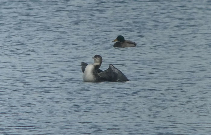 Great Northern Diver