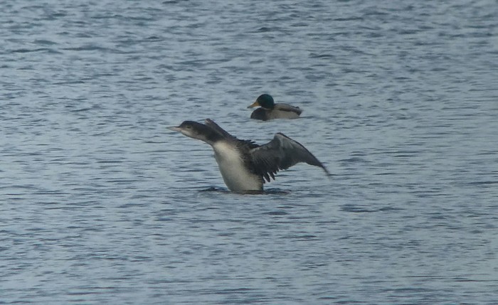 Great Northern Diver