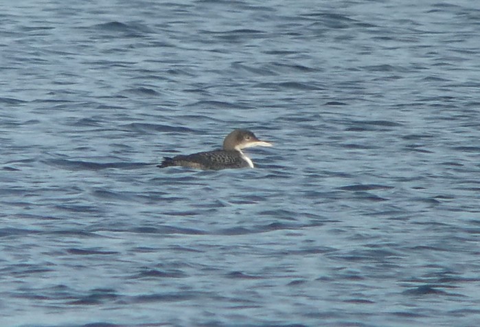 Great Northern Diver