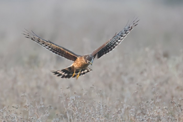 Hen Harrier