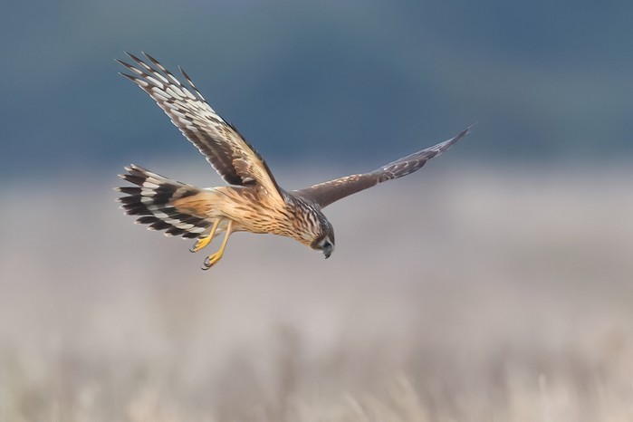 Hen Harrier