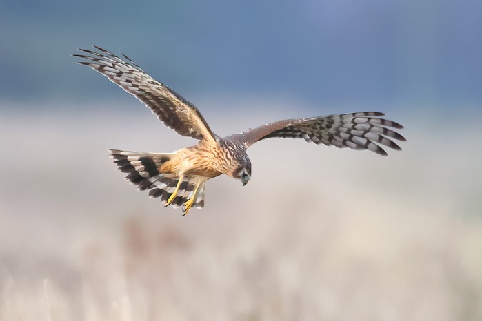Hen Harrier