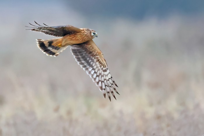 Hen Harrier