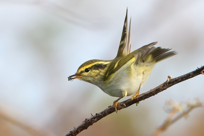 Pallas's Warbler