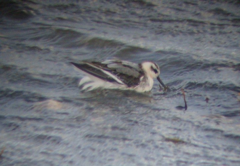 Grey Phalarope