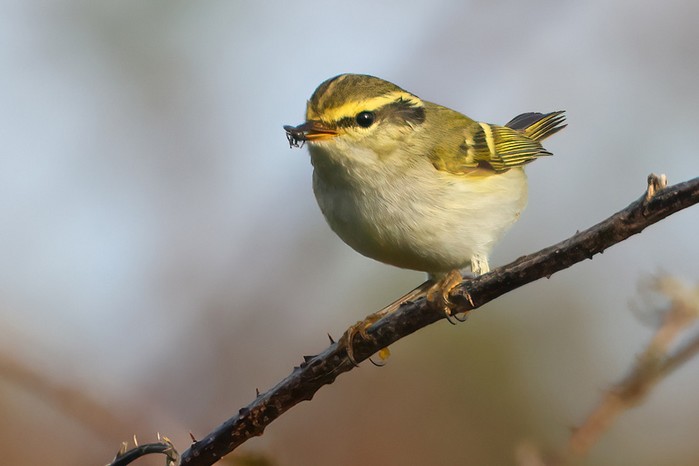 Pallas's Warbler