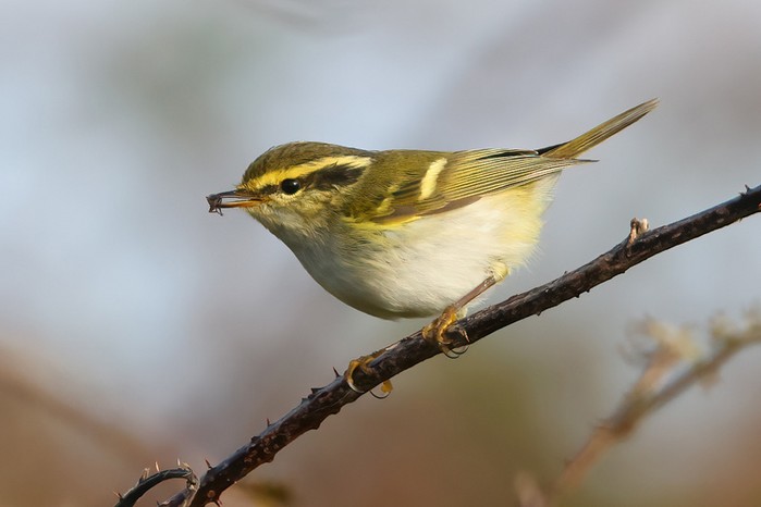 Pallas's Warbler