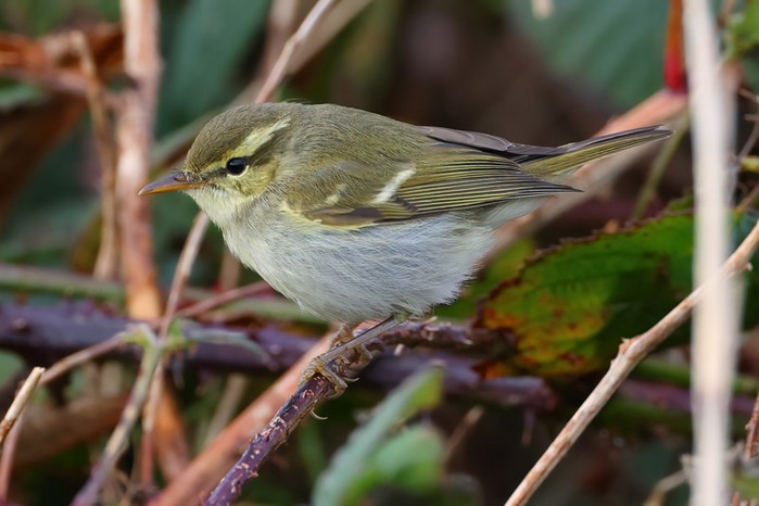 Two-barred Greenish Warbler