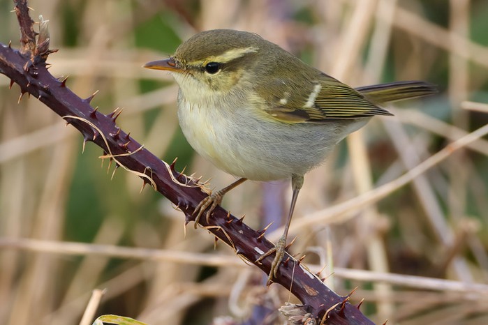 Two-barred Greenish Warbler