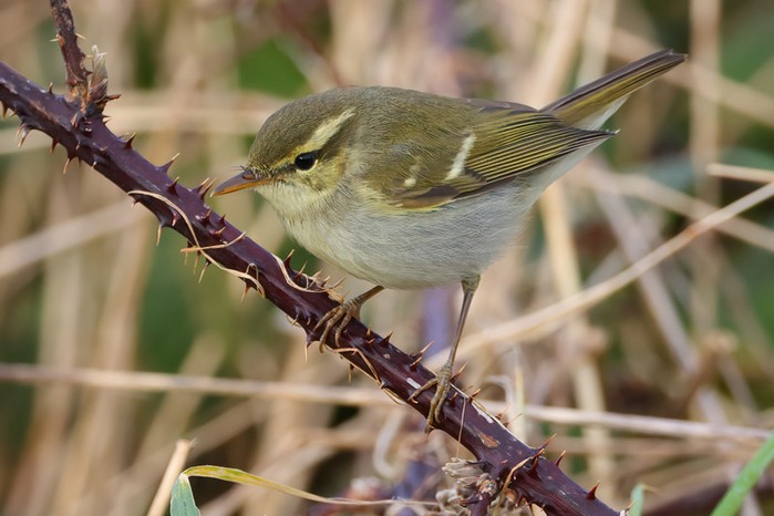 Two-barred Greenish Warbler