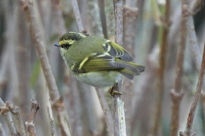 Pallas's Warbler