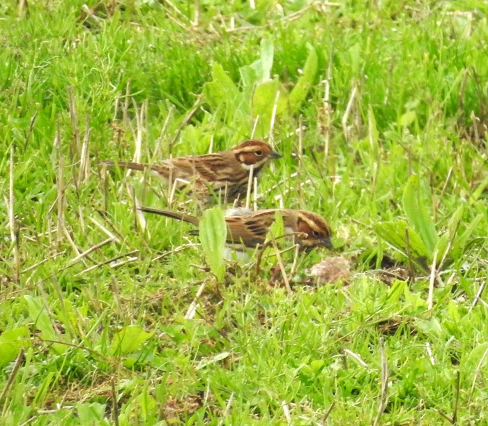 Little Bunting