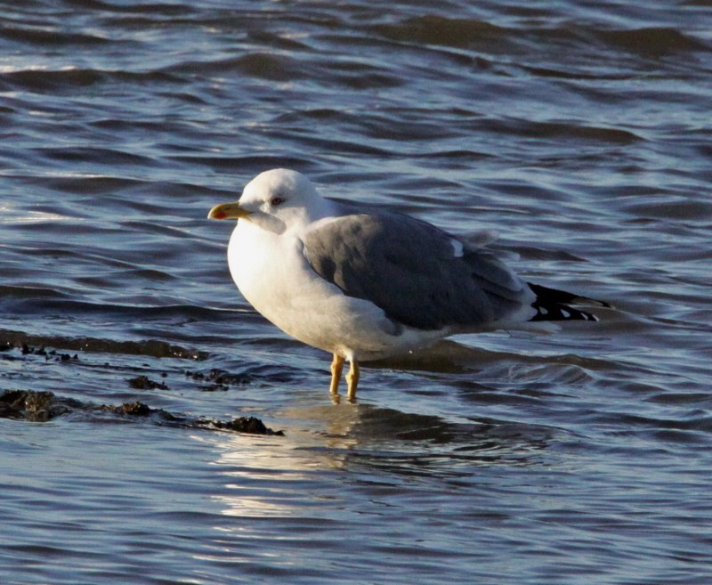 Yellow-legged Gull