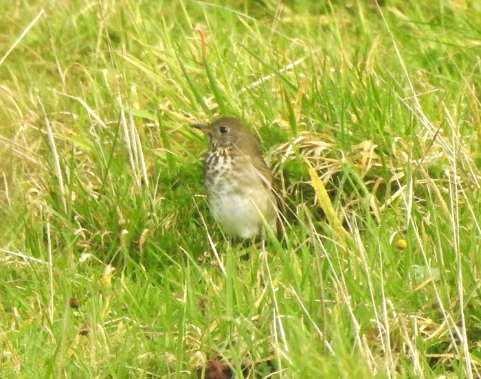 Grey-cheeked Thrush