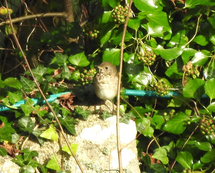Grey-cheeked Thrush
