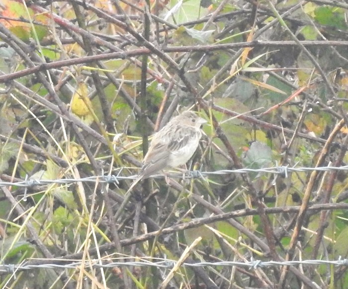 Red-headed Bunting
