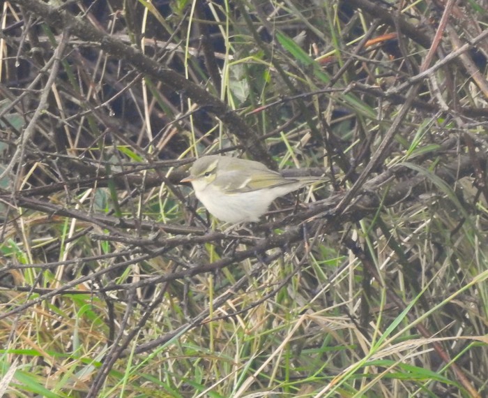 Two-barred Greenish Warbler