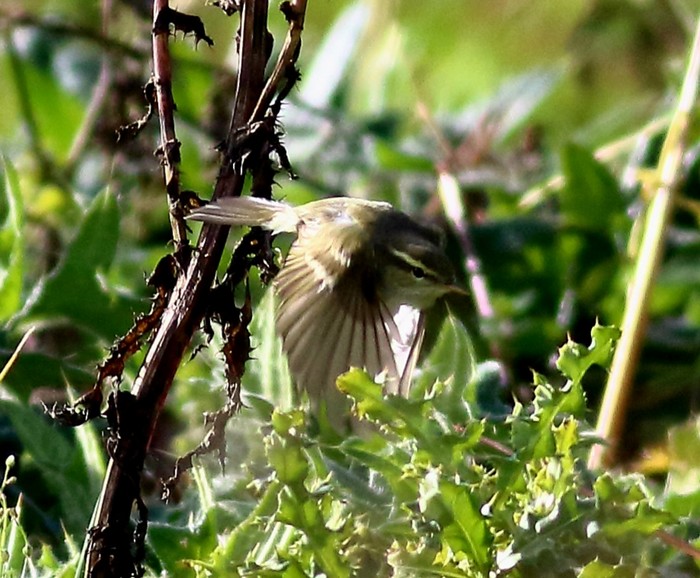 Two-barred Greenish Warbler