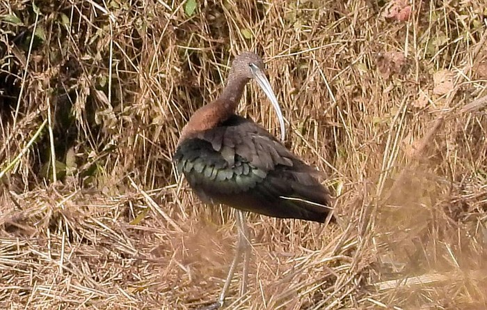 Glossy Ibis