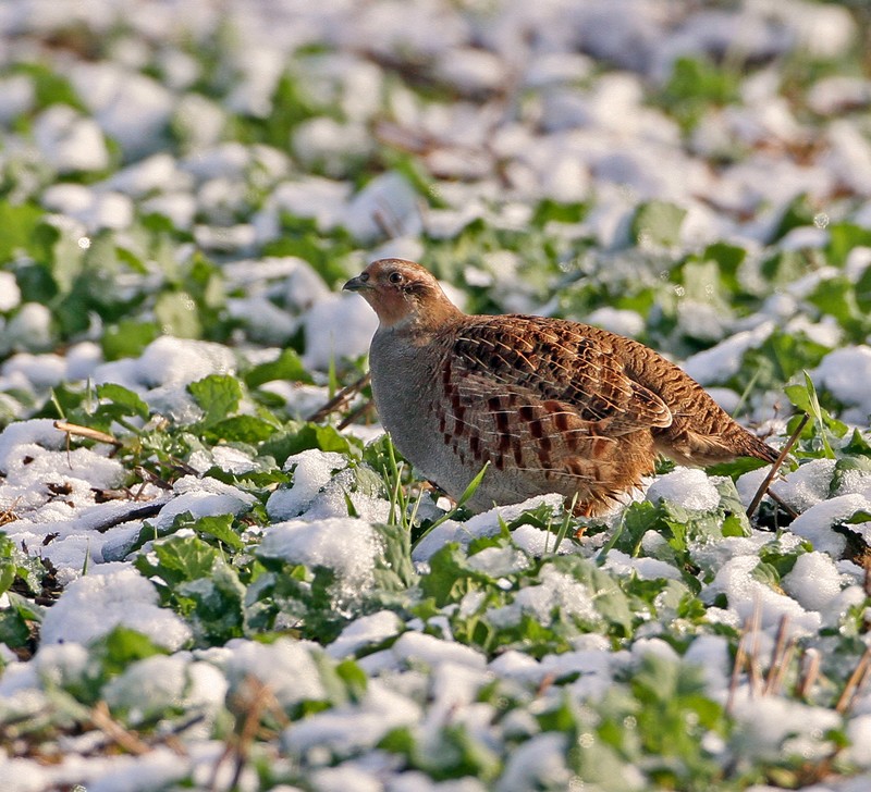 Grey Partridge
