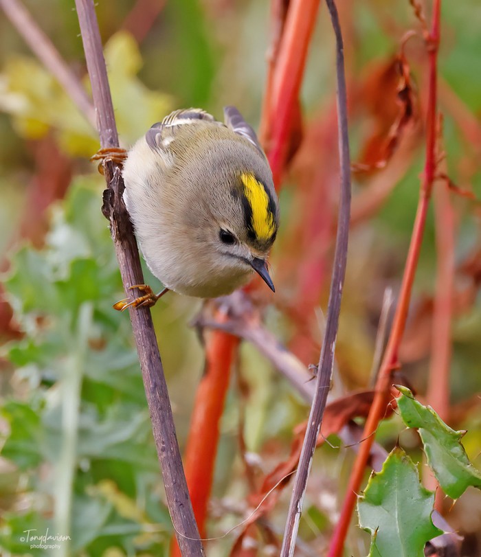 Goldcrest