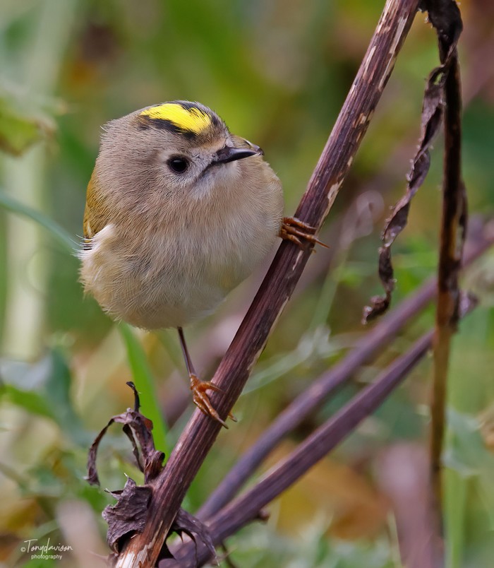 Goldcrest
