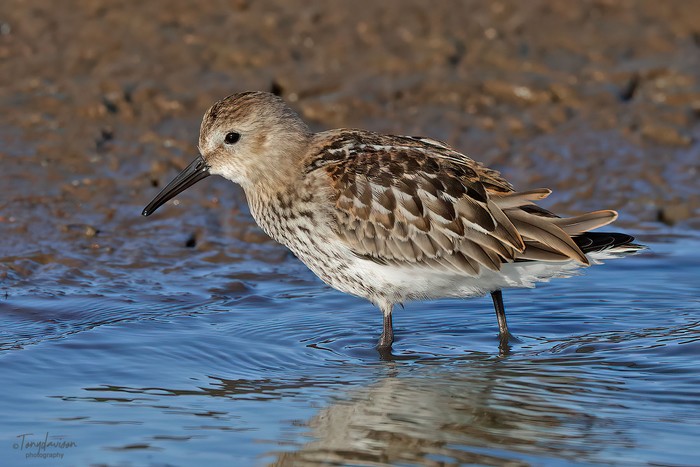 Dunlin