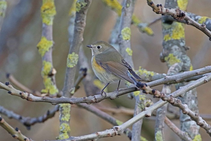Red-flanked Bluetail
