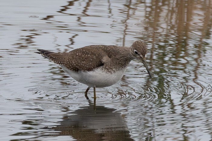 Solitary Sandpiper
