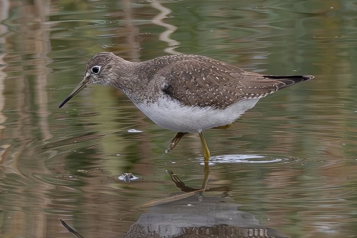 Solitary Sandpiper