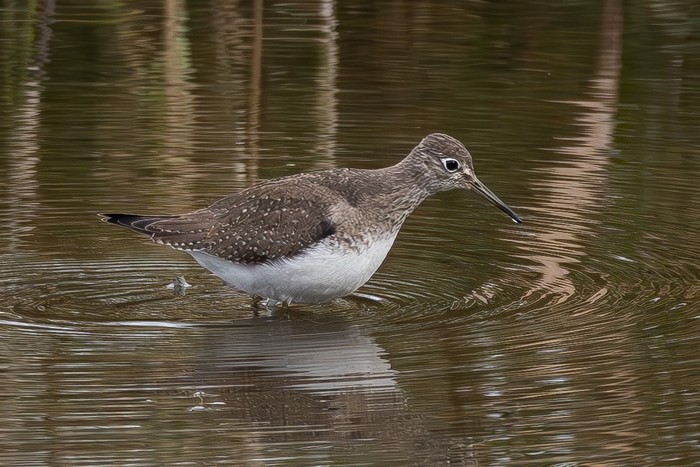 Solitary Sandpiper
