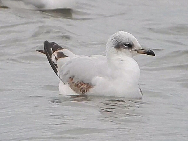 Mediterranean Gull