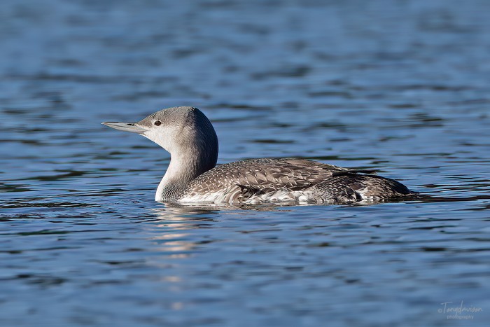 Red-throated Diver