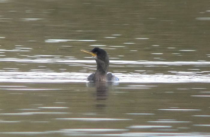 Shag