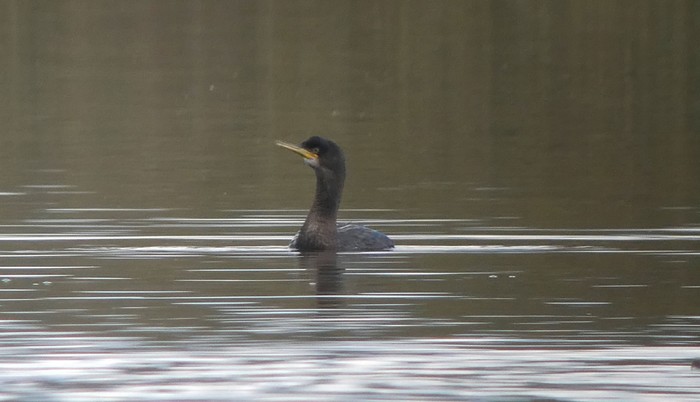 Shag