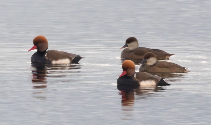 Red-crested Pochard